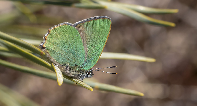 Grøn Busksommerfugl, Callophrys rubi han. Melby Overdrev, Nordsjælland d. 17 april 2018. Fotograf; Knud Ellegaard