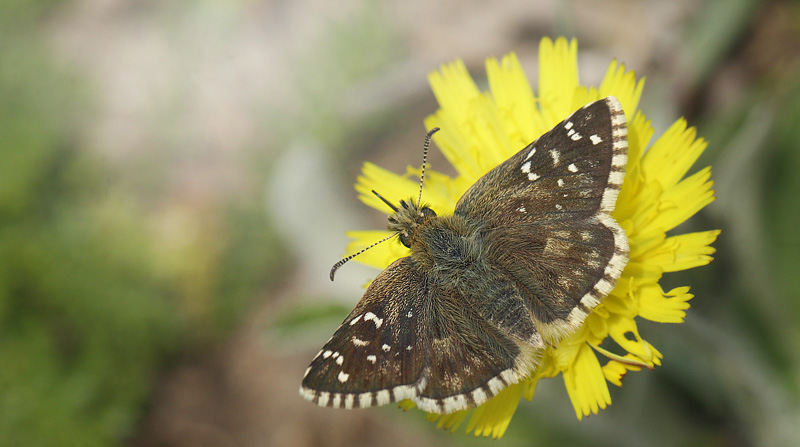 Fransk Bredpande, Pyrgus armoricanus hun. Rsns, det vestlig Sjlland d. 30 april 2019. Fotograf; Lars Andersen