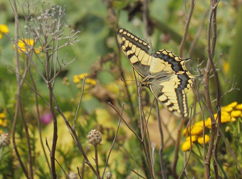 Svalehale, Papilio machaon han. Gedser Odde, Falster, Danmark d. 28 juli 2019. Fotograf; Lars Andersen