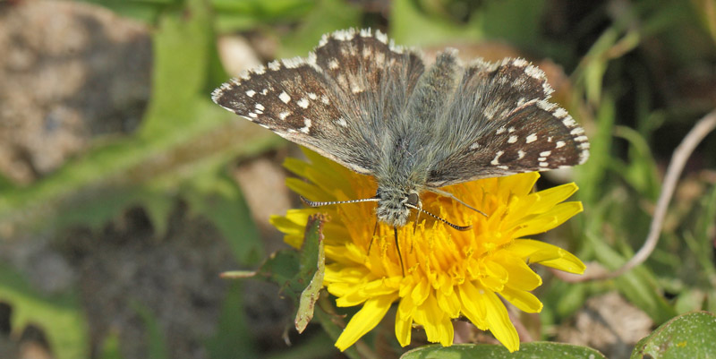 Fransk Bredpande, Pyrgus armoricanus han. Rsns, det vestlig Sjlland d. 30 april 2019. Fotograf;  Erling Krabbe