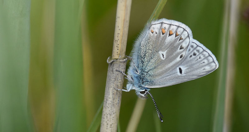 Almindelig Blåfugl, Polyommatus icarus han ab. Hellerød Kær, Struer Kommune, Danmark d. 5 juni 2019. Fotograf; Emil Skovgaard Brandtoft