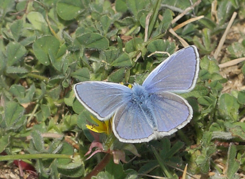 Almindelig Blåfugl, Polyommatus icarus han. Røsnæs, det vestlig Sjælland d. 30 april 2019. Fotograf; Erling Krabbe