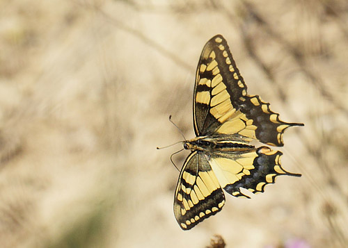 Svalehale, Papilio machaon han. Gedser Odde, Falster, Danmark d. 28 juli 2019. Fotograf; Lars Andersen