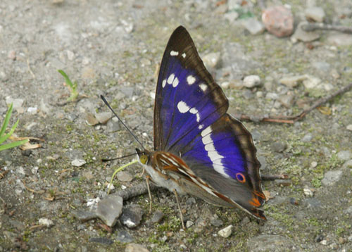 Iris, Apatura iris han.Pinseskoven, Vestamager d. 26 juni 2019. Fotografer; Lars Andersen og Louise Brel Flagstad