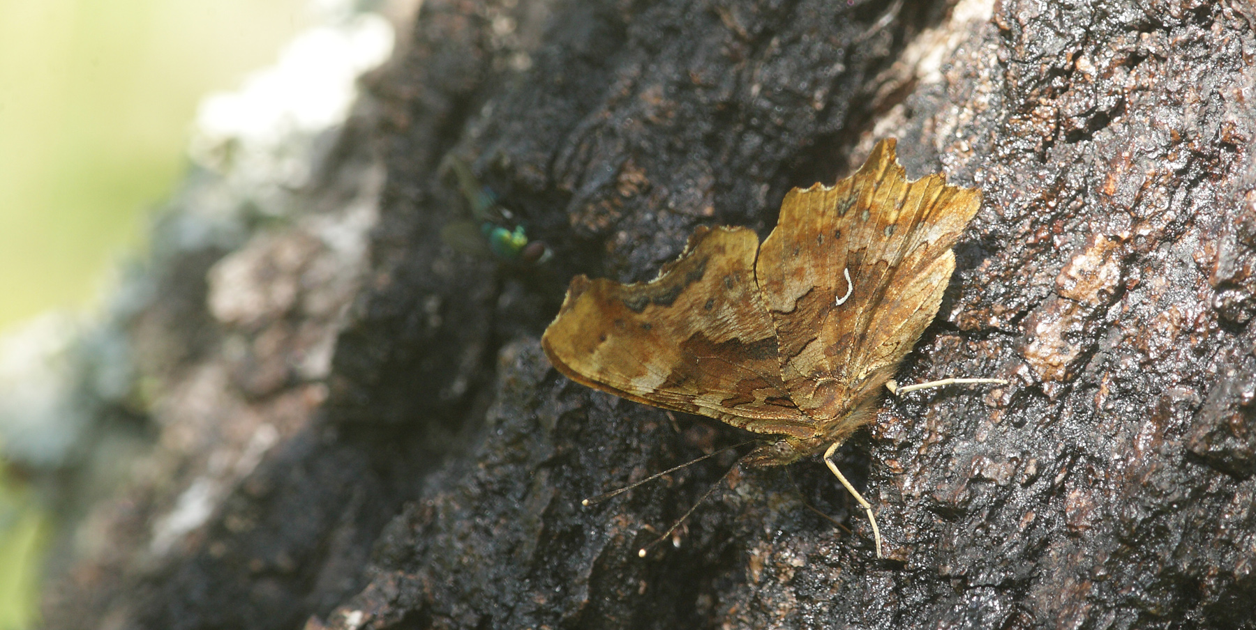 Det Hvide C, Polygonia c-album f. huthinsoni (Robson, 1881) han. Pinseskoven, Vestamager d. 30 juni 2019. Fotograf; Louise Brüel Flagstad