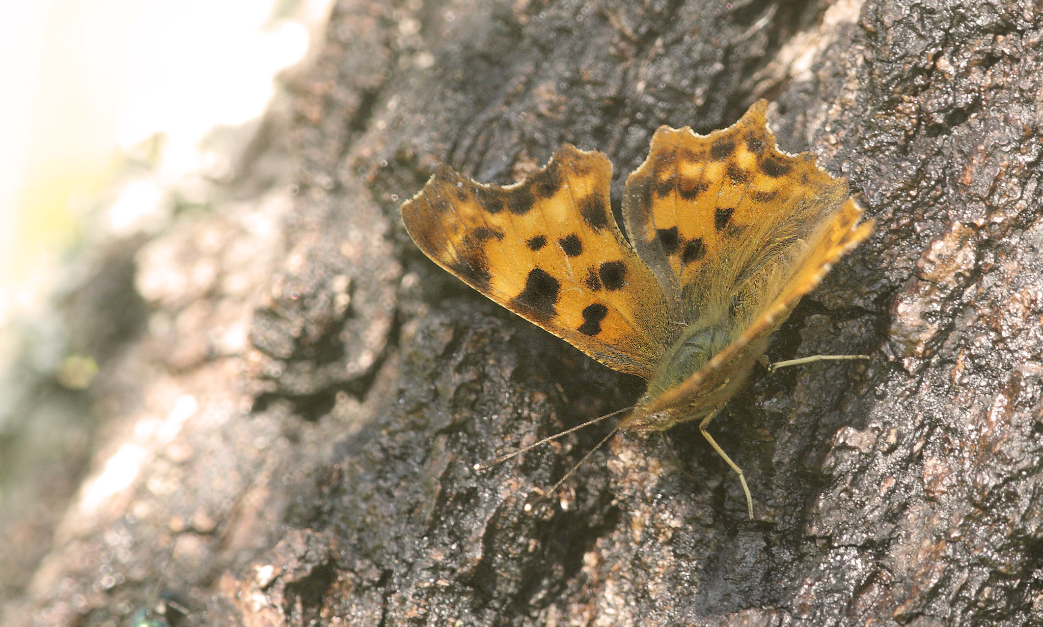 Det Hvide C, Polygonia c-album f. huthinsoni (Robson, 1881) han. Pinseskoven, Vestamager d. 30 juni 2019. Fotograf; Louise Brüel Flagstad