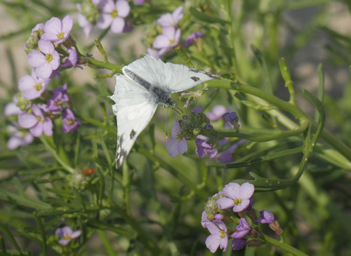 Grnbroget Hvidvinge, Pontia edusa. Hyllekrog, Lolland, Danmark d. 28 juli 2019. Fotograf; Lars Andersen