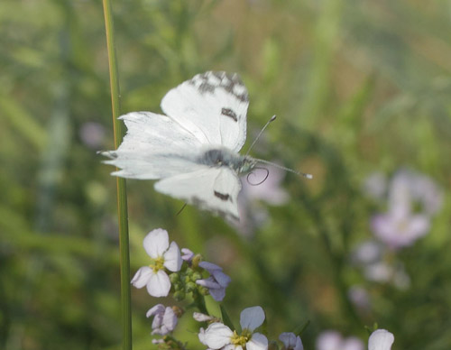 Grnbroget Hvidvinge, Pontia edusa. Hyllekrog, Lolland, Danmark d. 28 juli 2019. Fotograf; Lars Andersen