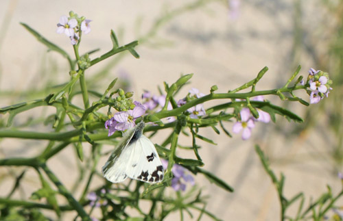 Grnbroget Hvidvinge, Pontia edusa. Hyllekrog, Lolland, Danmark d. 28 juli 2019. Fotograf; Lars Andersen