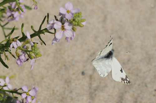 Grnbroget Hvidvinge, Pontia edusa. Hyllekrog, Lolland, Danmark d. 28 juli 2019. Fotograf; Lars Andersen