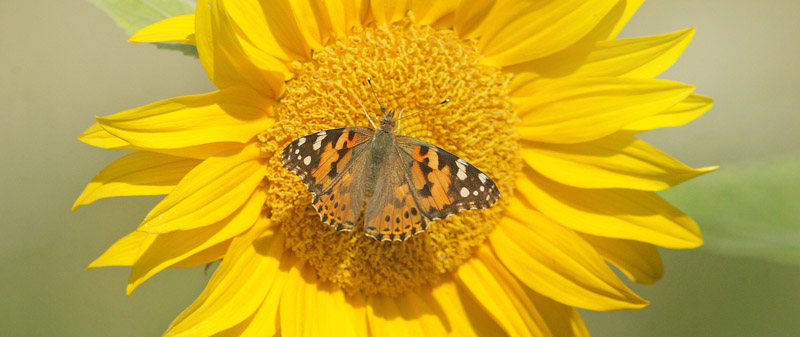 Tidselsommerfugl, Vanessa cardui.  Klintholm Havn, Mn d. 3 august 2019. Fotograf; Lars Andersen