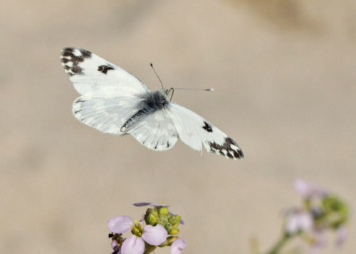 Grnbroget Hvidvinge, Pontia edusa. Hyllekrog, Lolland, Danmark d. 28 juli 2019. Fotograf; Lars Andersen