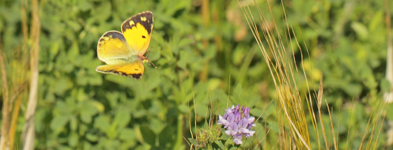 Orange Hsommerfugl, Colias croceus hun. Klintholm Havn, Mn d. 3 august 2019. Fotograf; Lars Andersen