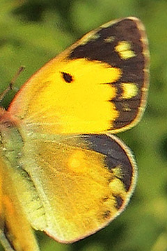 Orange Hsommerfugl, Colias croceus hun. Klintholm Havn, Mn d. 3 august 2019. Fotograf; Lars Andersen