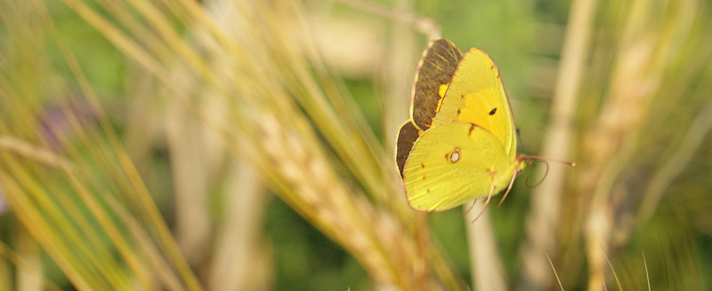 Orange Hsommerfugl, Colias croceus han. Klintholm Havn, Mn d. 4 august 2019. Fotograf; Lars Andersen