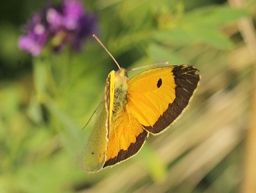 Orange Hsommerfugl, Colias croceus han. Klintholm Havn, Mn d. 4 august 2019. Fotograf; Lars Andersen