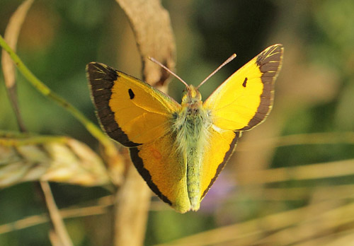 Orange Hsommerfugl, Colias croceus han. Klintholm Havn, Mn d. 4 august 2019. Fotograf; Lars Andersen