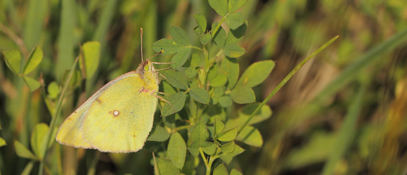 Gul Høsommerfugl, Colias hyale hun. Klintholm Havn, Møn, Danmark d. 4 august 2019. Fotograf: Lars Andersen