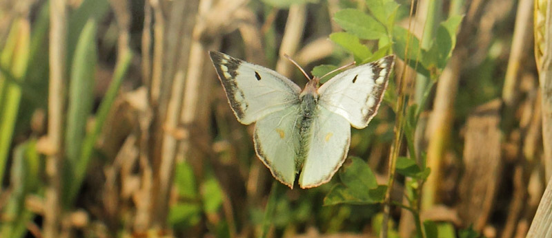 Gul Høsommerfugl, Colias hyale hun. Klintholm Havn, Møn, Danmark d. 4 august 2019. Fotograf: Lars Andersen