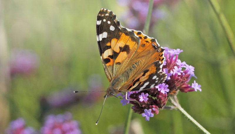 Tidselsommerfugl, Vanessa cardui p Kmpejernurt, Verbena bonariensis. Amager Flled kohaver, Amager d. 12 august 2019. Fotograf; Lars Andersen