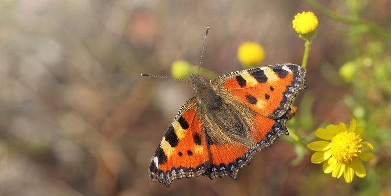 Nldens Takvinge, Aglais urticae. Rdbyhavn Rangerterrn, Lolland, Danmark d. 19 august 2019. Fotograf; Lars Andersen