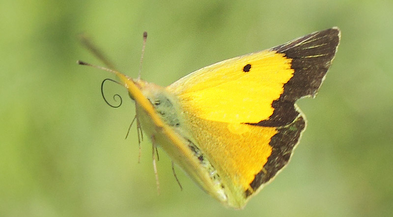 Orange Hsommerfugl, Colias croceus han. Holbk Strandeng, Nodvestsjlland d. 21 august 2019. Fotograf; Lars Andersen