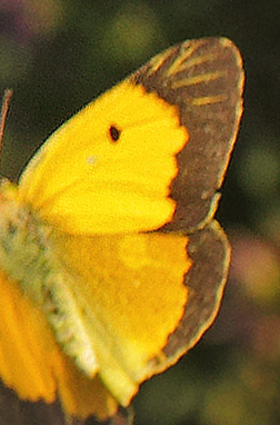 Orange Hsommerfugl, Colias croceus han. Holbk Strandeng, Nodvestsjlland d. 21 august 2019. Fotograf; Lars Andersen