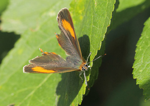 Guldhale, Thecla betulae hun. Ejby dal, Hornsherred  d. 21 august 2019. Fotograf; Lars Andersen