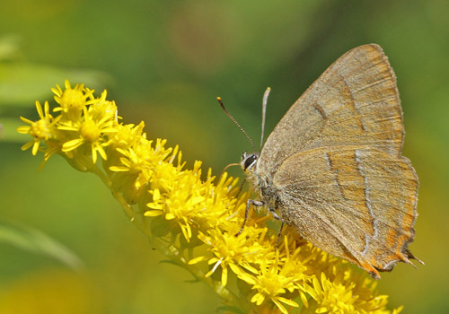 Guldhale, Thecla betulae han. Græse Bakkeby, Nordsjælland d. 21 august 2019. Fotograf; Lars Andersen