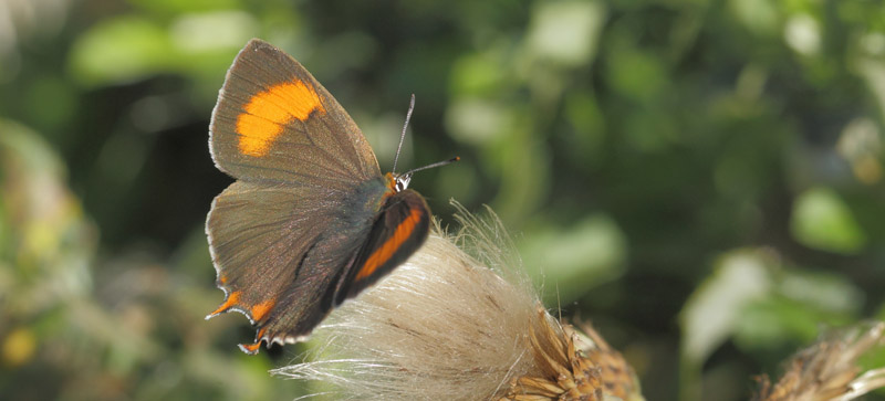 Guldhale, Thecla betulae hun. Hollselund, Nordsjlland d. 24 august 2019. Fotograf; Lars Andersen