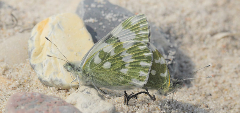 Grnbroget Hvidvinge, Pontia edusa. Hyllekrog og Brunddragene, Lolland, Danmark d. 26 august 2019. Fotograf; Lars Andersen