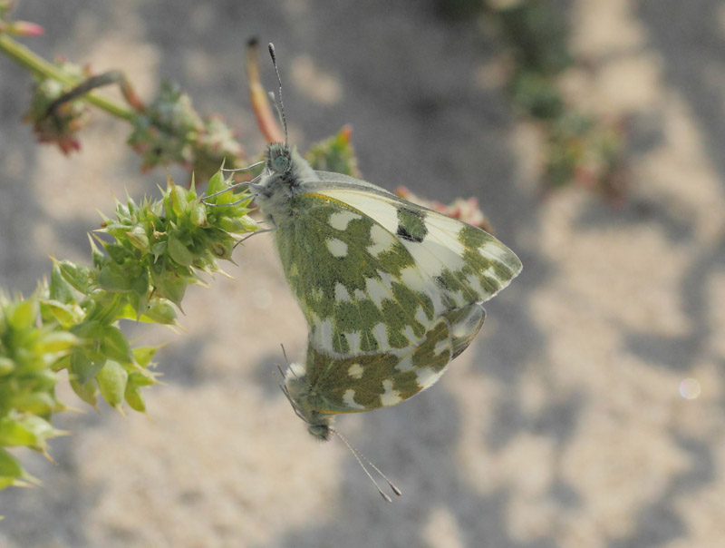 Grnbroget Hvidvinge, Pontia edusa. Hyllekrog og Brunddragene, Lolland, Danmark d. 26 august 2019. Fotograf; Lars Andersen