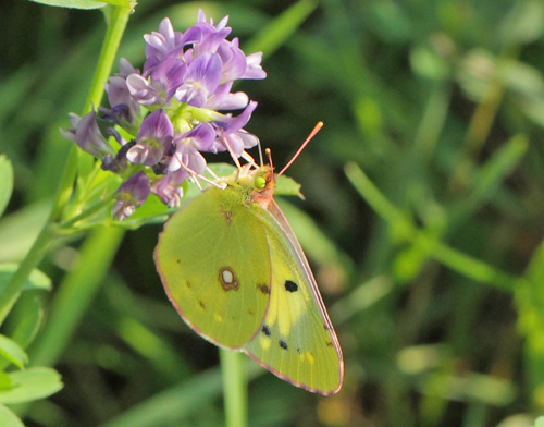 Orange Hsommerfugl, Colias croceus form helice hun. Hsten, Dalby, stsjlland d. 28 august 2019. Fotograf; Lars Andersen