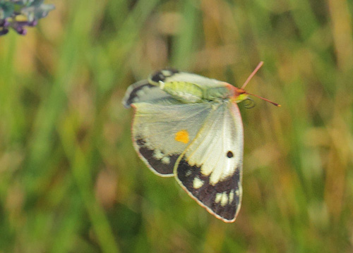 Orange Hsommerfugl, Colias croceus form helice hun. Hsten, Dalby, stsjlland d. 28 august 2019. Fotograf; Lars Andersen