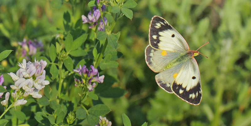 Orange Hsommerfugl, Colias croceus form helice hun. Hsten, Dalby, stsjlland d. 28 august 2019. Fotograf; Lars Andersen