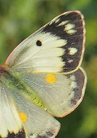 Orange Hsommerfugl, Colias croceus form helice hun. Hsten, Dalby, stsjlland d. 28 august 2019. Fotograf; Lars Andersen