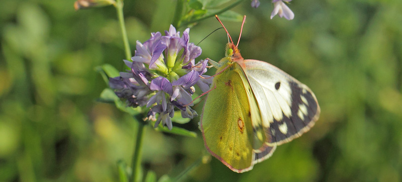 Orange Hsommerfugl, Colias croceus form helice hun. Hsten, Dalby, stsjlland d. 28 august 2019. Fotograf; Lars Andersen