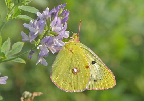 Orange Hsommerfugl, Colias croceus form helice hun. Hsten, Dalby, stsjlland d. 28 august 2019. Fotograf; Lars Andersen