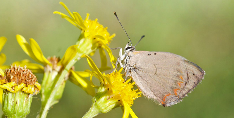 Lille Ildfugl, Lycaena phlaeas han pletls form.  Molslaboratoriet, Djursland, Danmark d. 17 juli 2019. Fotograf; Sofie Amund Kjeldgaard