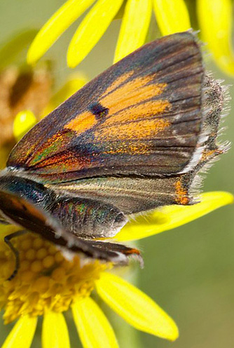 Lille Ildfugl, Lycaena phlaeas han pletls form.  Molslaboratoriet, Djursland, Danmark d. 17 juli 2019. Fotograf; Sofie Amund Kjeldgaard