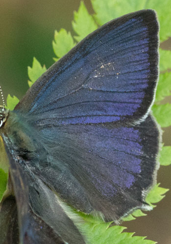 Blåhale, Quercusia quercus han. Storemose, Dageløkke, Nordsjælland Juli 2019. Fotograf; Svend Rastrup Andersen