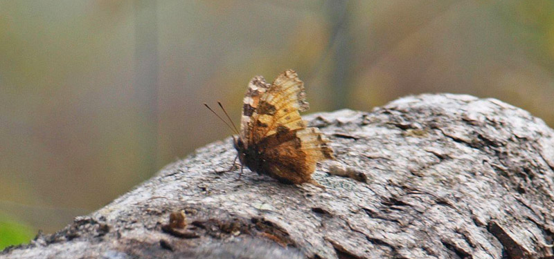 Kirsebrtakvinge, Nymphalis polychloros. Hundemose Skov, stsjlland d. 25 maj 2019. Fotograf; Emil Bjerregrd