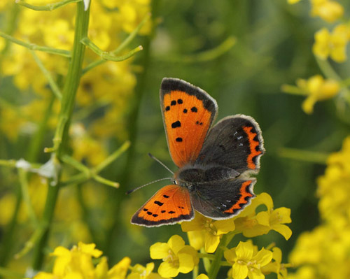 Lille Ildfugl, Lycaena phlaeas han. Alimindelig Krappeedderkop, Xysticus cristatus hun p Vej-Guldkarse, Rorippa sylvestris. Birkerd, Nordsjlland d. 29 maj 2019. Fotograf; Lars Andersen