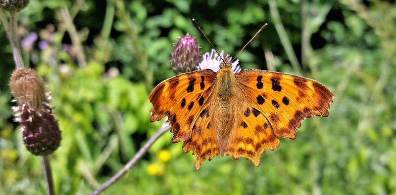 Det Hvide C, Polygonia c-album f. huthinsoni (Robson, 1881) hun. Lille Salby, Sjælland d. 9 juli 2019. Fotograf; Peter Møllmann