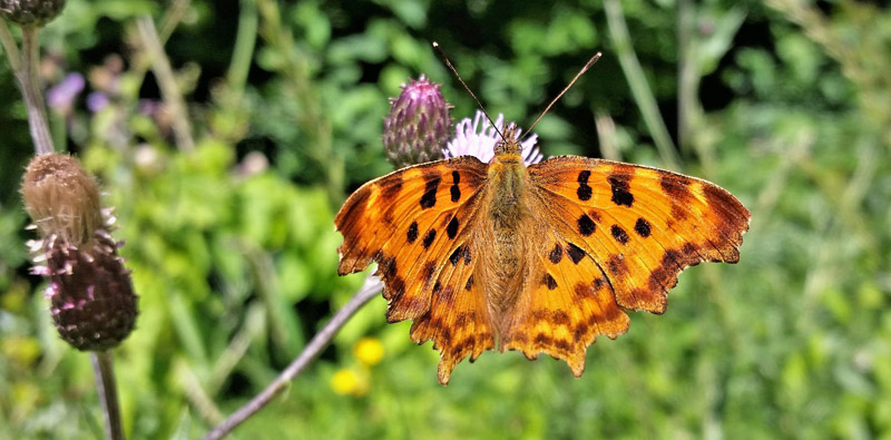 Det Hvide C, Polygonia c-album f. huthinsoni (Robson, 1881) hun. Lille Salby, Sjlland d. 9 juli 2019. Fotograf; Peter Mllmann