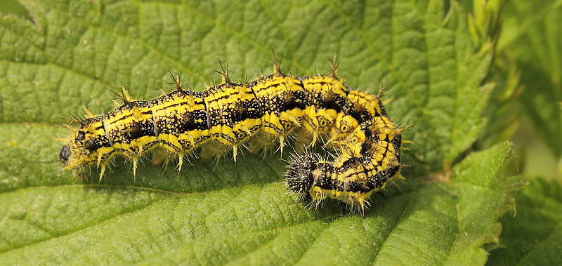 Nldens Takvinge, Aglais urticae fuldvoksen larve i femte stadie. Birkerd, Nordsjlland d. 1 juni 2019. Fotograf; Lars Andersen