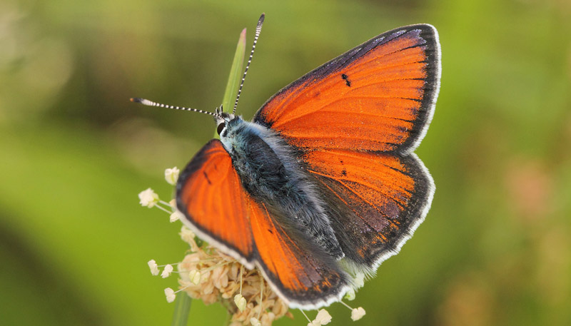 Violetrandet Ildfugl, Lycaena hippothoe han. Nrrevangssletten, Birkerd, Nordsjlland d. 3  juni 2019. Fotograf; Lars Andersen