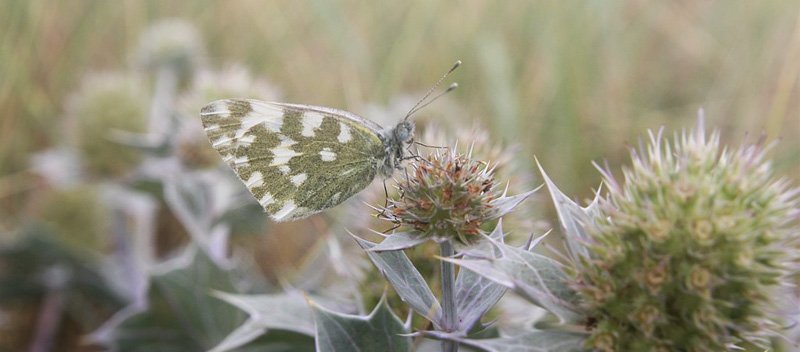 Grnbroget Hvidvinge, Pontia edusa. Urteholm, Agers, Danmark d. 5 august 2019. Fotograf; Erling Krabbe