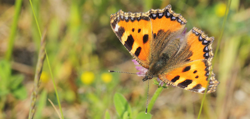 Nldens Takvinge, Aglais urticae. Otto Busses Vej, Kbenhavn, Danmark d. 4 juni 2019. Fotograf; Lars Andersen