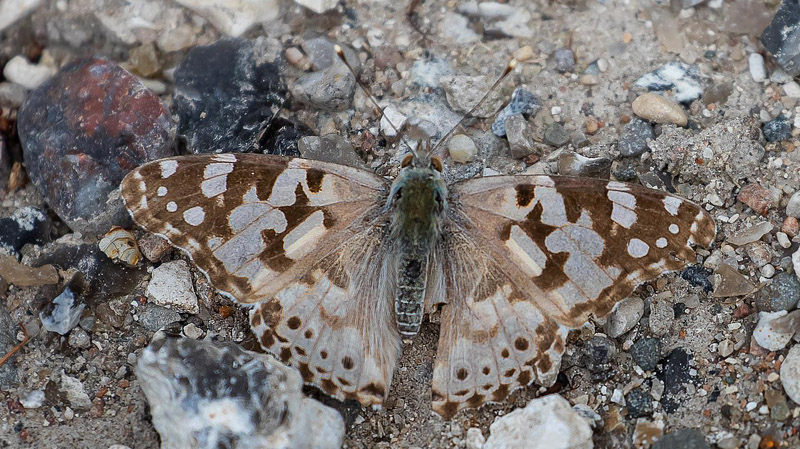 Tidselsommerfugl, Vanessa cardui lys aberration/form. Tikb, Nordsjlland d. 30 juli 2019. Fotograf; Jrgen Eigild Dam